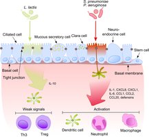 Diagram showing the interaction between microbiota and immune cells at mucosal surfaces
