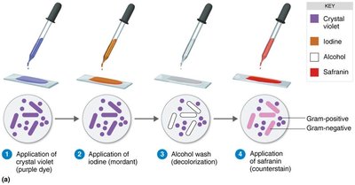 Gram stain procedure