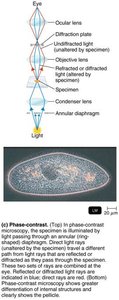 Phase-contrast microscopy diagram and image