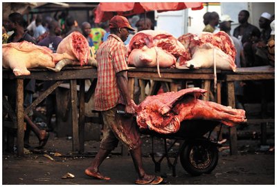 Poorly stored foods can harbor pathogens