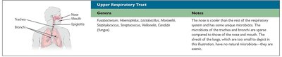 Resident microbiota of the upper respiratory tract