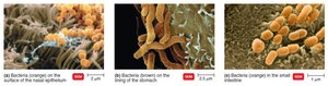 Representative normal microbiota for different regions of the body