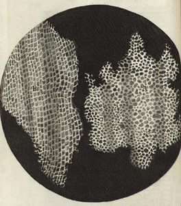 Robert Hooke's drawing of cork cells