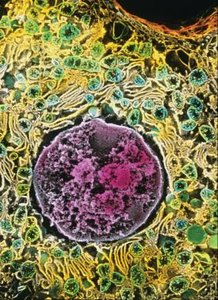 Electron micrograph of a human liver cell (eukaryote)