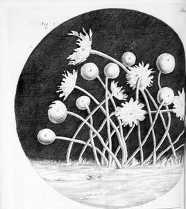 Robert Hooke's drawing of mold