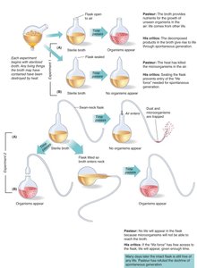 Pasteur's swan-neck flask experiment