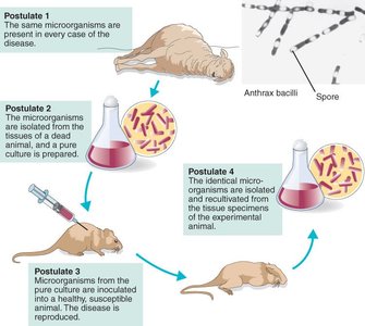 Koch's postulates illustrated with anthrax