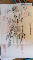 Bacterial cell wall and motility diagram
