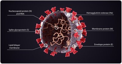 SARS-CoV-2 structure with envelope and spike proteins