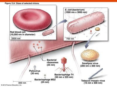 Size comparison of virions, bacteria, and animal cells