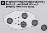 Productive viral infection without cell death