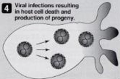Synthesis of proteins and genomes in animal RNA viruses