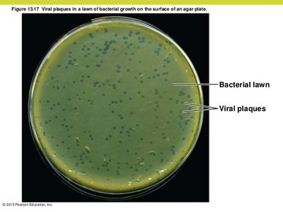 Stages of lytic replication