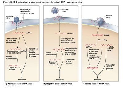 Mechanisms of entry for animal viruses