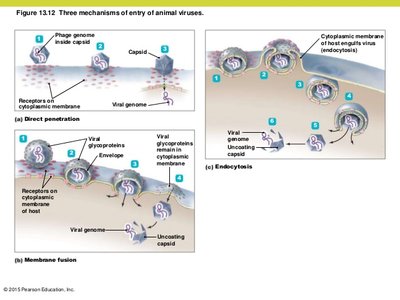 Budding process in enveloped viruses