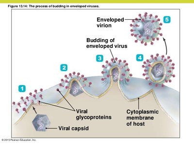 Latent infection and reactivation