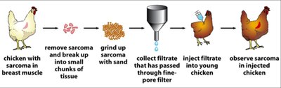 Experimental demonstration of viral oncogenesis