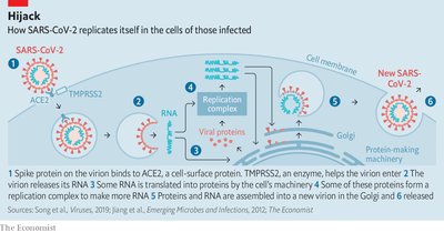 SARS-CoV-2 replication cycle in host cells