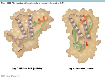 Cellular PrP vs. Prion PrP structure