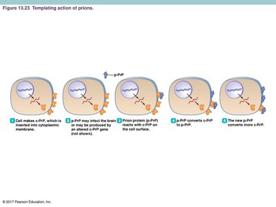 Templating action of prions