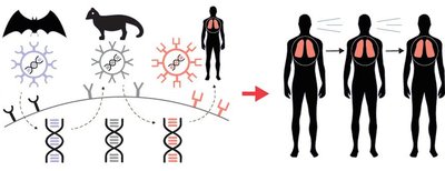 Zoonotic origin and human transmission of SARS-CoV-2