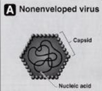 Nonenveloped virus structure