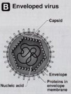 Enveloped virus structure