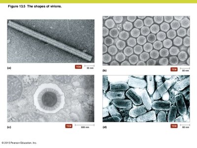 Shapes of virions