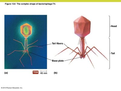 Complex shape of bacteriophage T4