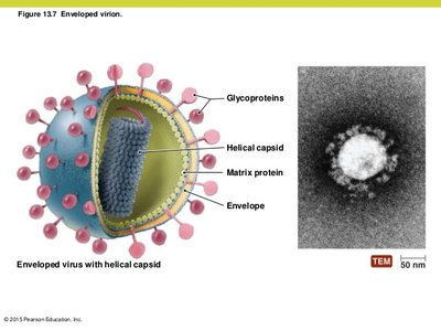 Enveloped virion with helical capsid