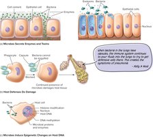 Mechanisms by which microbes cause host damage: enzymes, toxins, immune response, and epigenetic changes