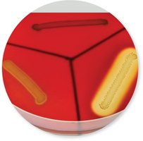 Hemolysis of red blood cells by bacterial exotoxins