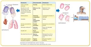 Comparison of exotoxins and endotoxins: properties, effects, and examples