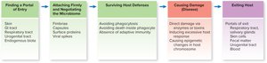 Summary flowchart of steps in microbial pathogenesis: entry, adhesion, survival, damage, exit