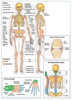 Diagram of bone types and joints