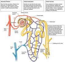 Diagram of nephron structure and filtration