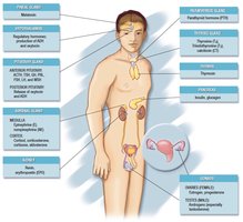 Diagram of glomerular filtration and tubular processes