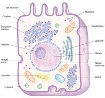 Diagram of a eukaryotic cell with labeled organelles
