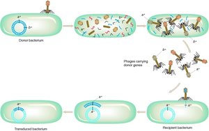 Diagram of generalized transduction by bacteriophage
