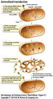 Steps of generalized transduction