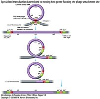 Steps of specialized transduction