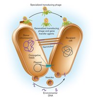 Summary diagram of DNA transfer mechanisms in bacteria
