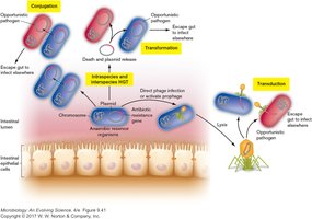 Diagram of horizontal gene transfer in the human gut