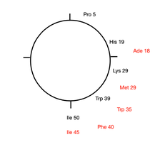 Circular genetic map with additional markers Ade, Met, Trp, Phe, Ile