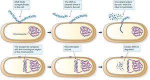 Mechanism of DNA uptake and recombination in Gram-positive transformation
