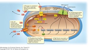 Transformasome complex in Gram-positive transformation