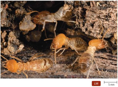 Termites and mutualistic protozoans