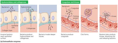 Extracellular enzymes as virulence factors