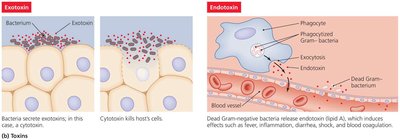 Exotoxins and endotoxins