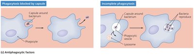 Antiphagocytic factors